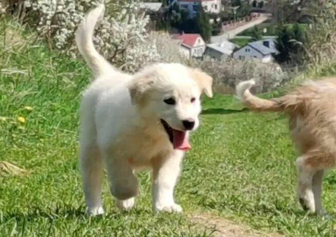 Rasowa suczka XJA ee-red Border Collie z pełną dok. przebada