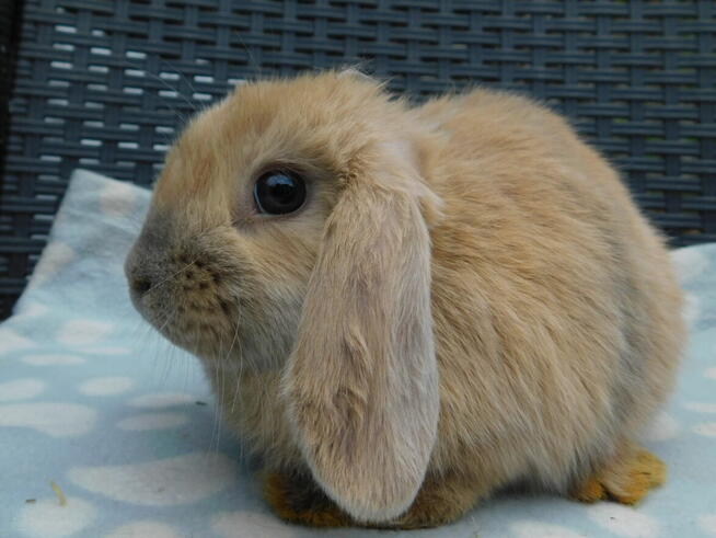 Baranek mini lop beżowa samiczka i niebieska