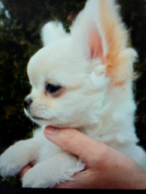 Śliczna Długowłosy Chihuahua