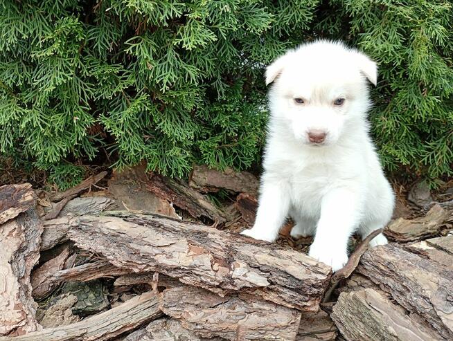 Siberian husky girl