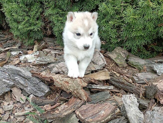 SIBERIAN HUSKY BOY