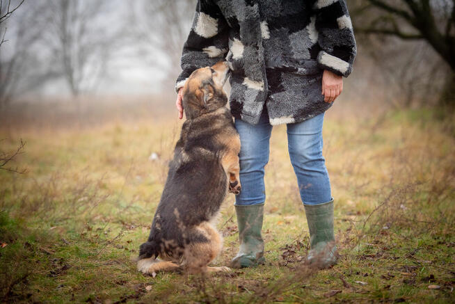 Figa - suczka w typie corgi, wesoła