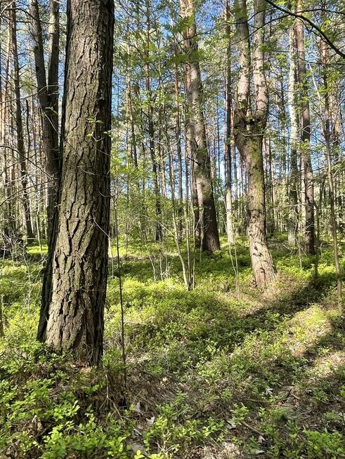 Działki na sprzedaż – Ciemne k. Radzymina