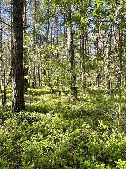 Działki na sprzedaż – Ciemne k. Radzymina