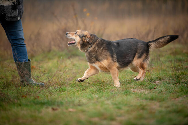 Figa - suczka w typie corgi, wesoła