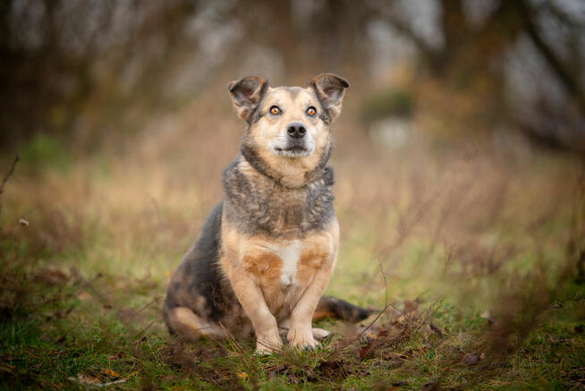 Figa - suczka w typie corgi, wesoła