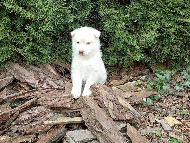Siberian husky girl