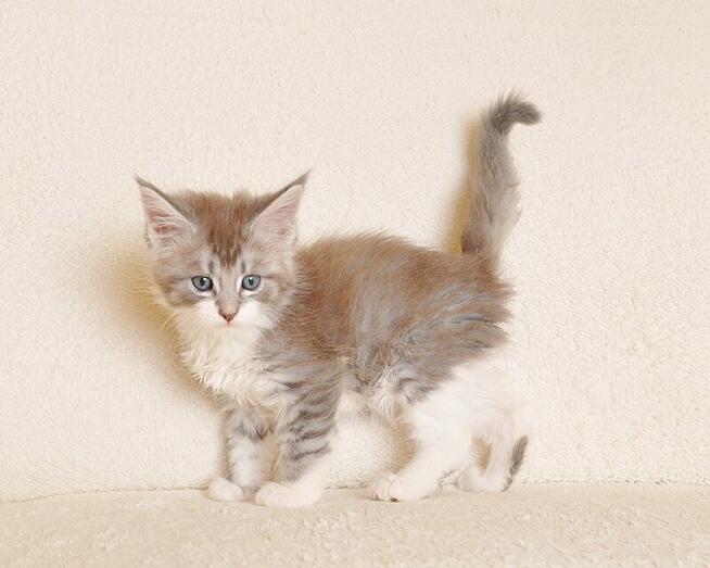 Przepiękna koteczka Maine Coon - Legalna hodowla