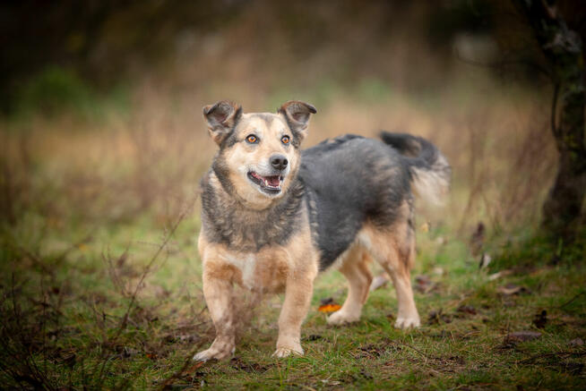 Figa - suczka w typie corgi, wesoła