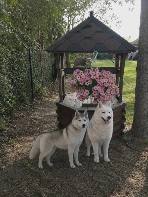 Siberian husky girl