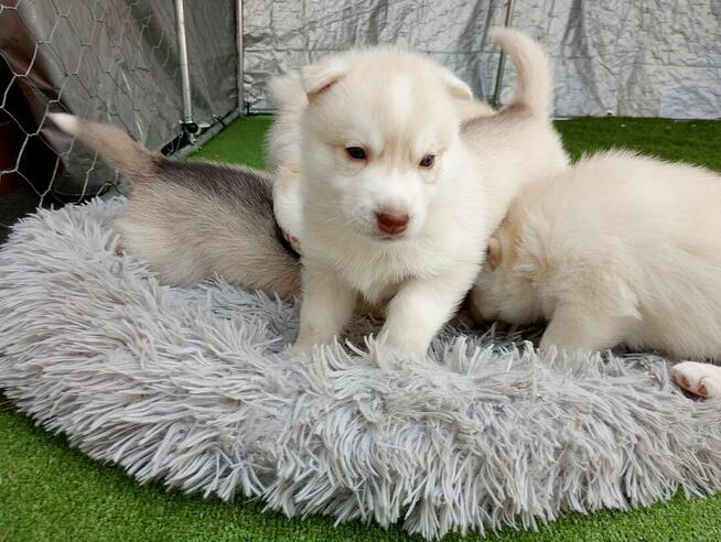 Siberian husky girl