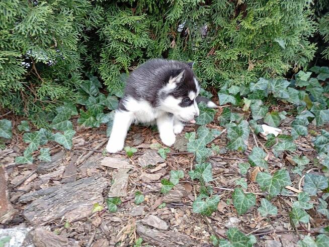 Siberian husky girl