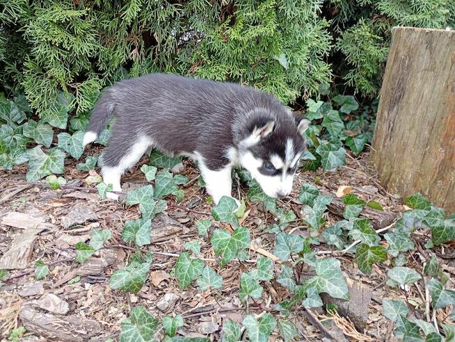 Siberian husky girl
