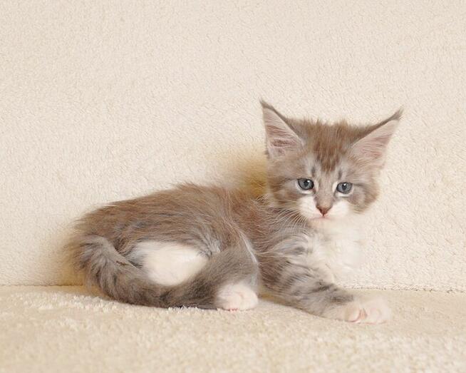 Przepiękna koteczka Maine Coon - Legalna hodowla