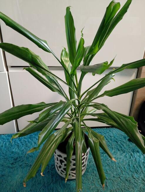 Dracena
