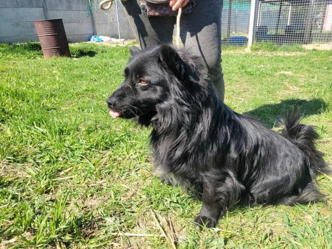 Spajki do adopcji