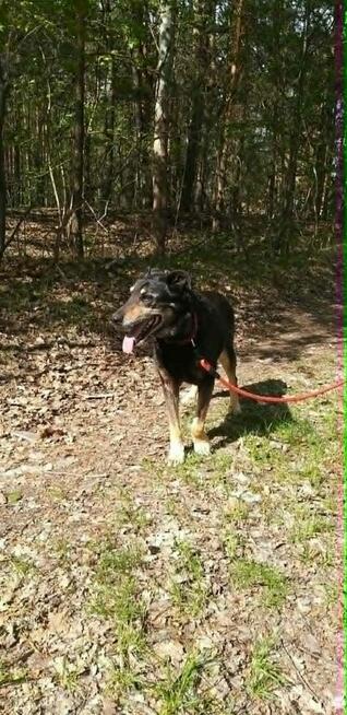 Kocha dzieci i aportowanie - 11 letni Pharell do adopcji!!