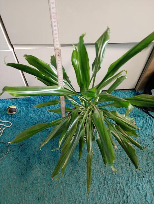 Dracena