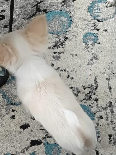 Śliczna Długowłosy Chihuahua