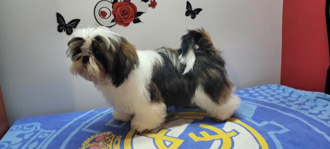 Shih Tzu