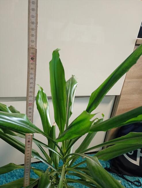 Dracena