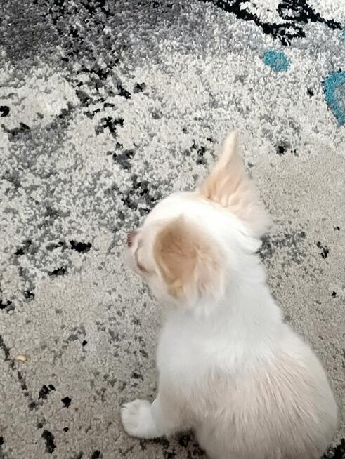 Śliczna Długowłosy Chihuahua