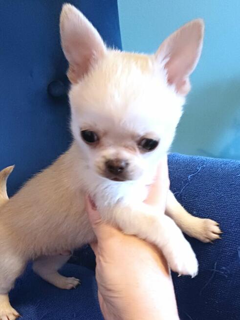Śliczna Długowłosy Chihuahua
