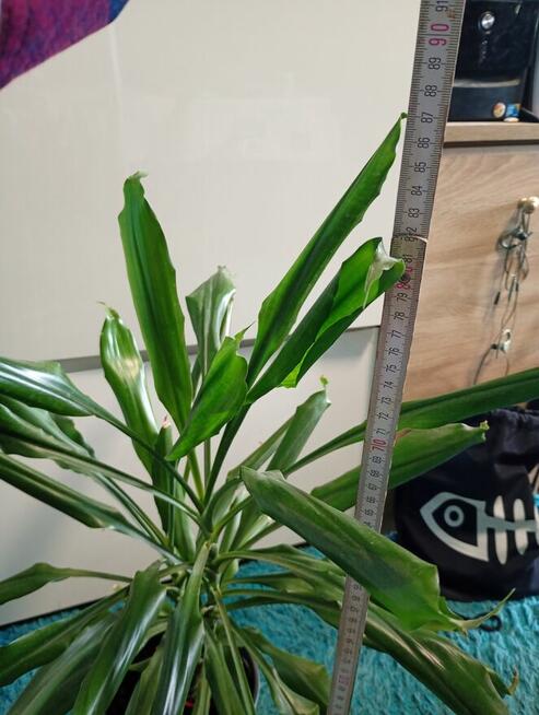 Dracena
