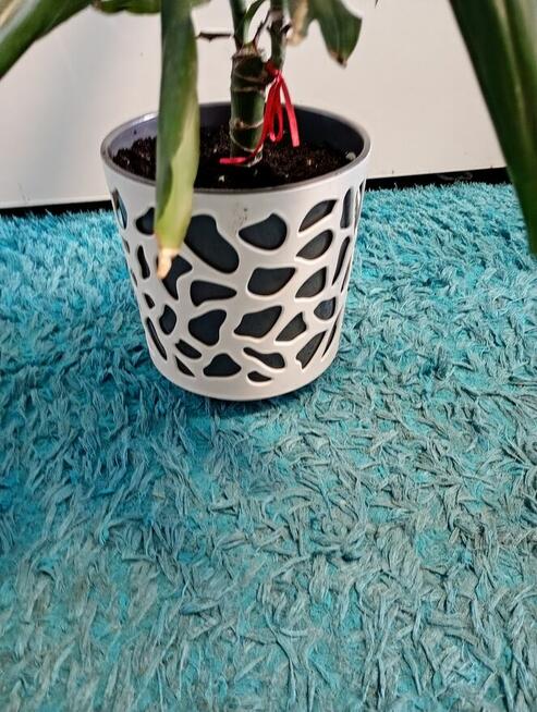 Dracena