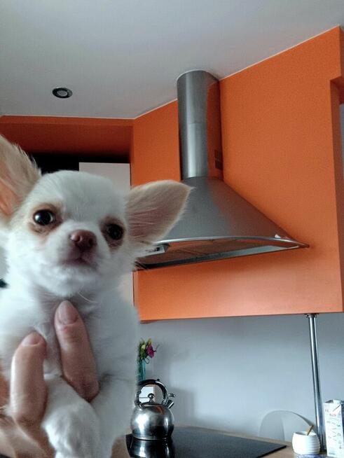 Śliczna Długowłosy Chihuahua