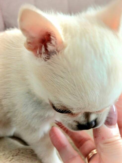 Śliczna Długowłosy Chihuahua