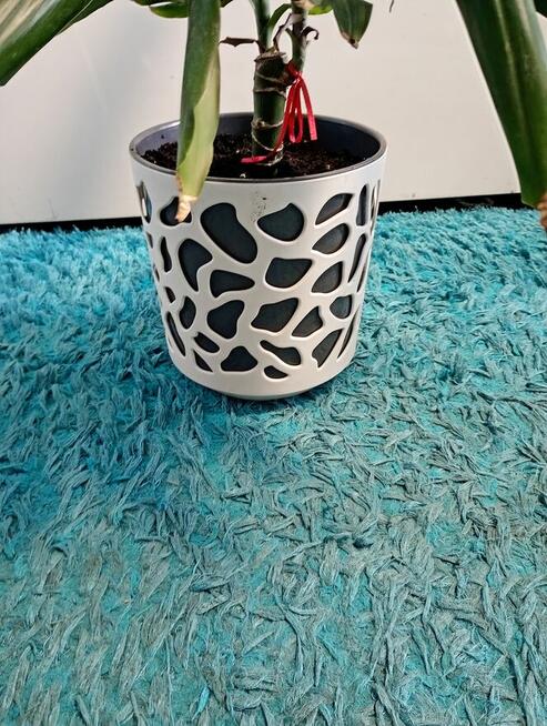 Dracena