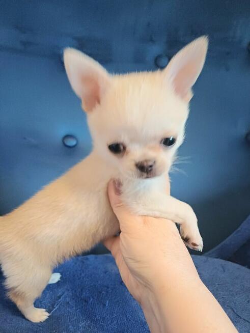 Śliczna Długowłosy Chihuahua