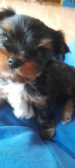 Yorkshire Terrier Black Tan