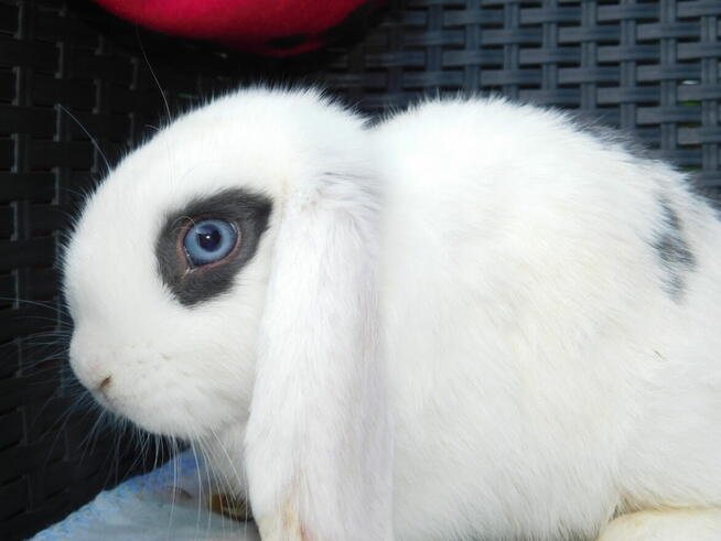Samczyki mini lop biały z ciemną obwódką wokół jednego oka