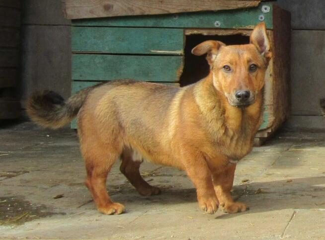 Figo do adopcji