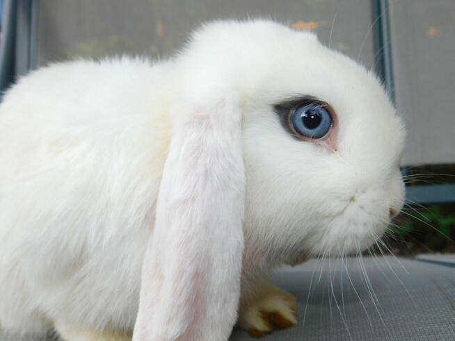 Samczyki mini lop biały z ciemną obwódką wokół jednego oka
