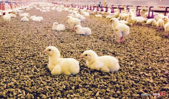 Kombajn mobilny do produkcji agropelletu z biomasy.