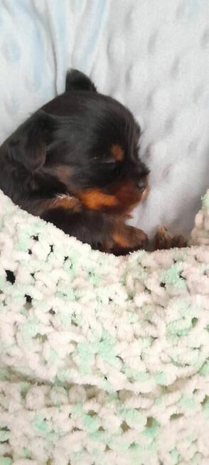 Yorkshire Terrier Black Tan