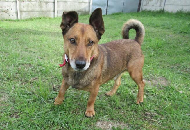 Figo do adopcji