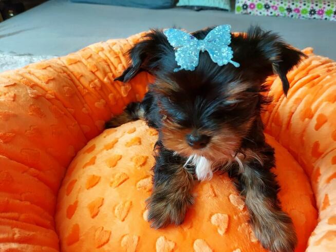 Yorkshire Terrier Black Tan