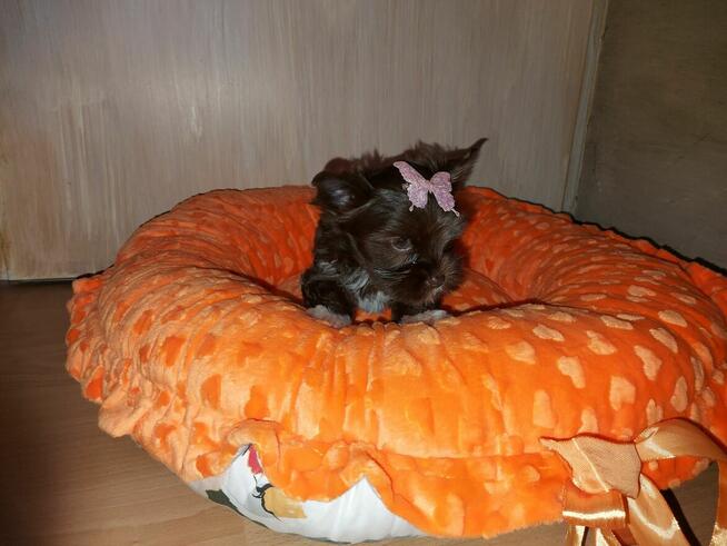 York Yorkshire Terrier Chocolate Suczka