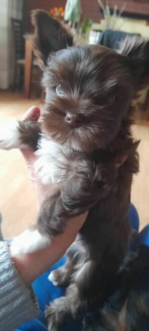 York Yorkshire Terrier Chocolate Suczka