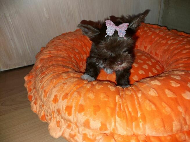 York Yorkshire Terrier Chocolate Suczka