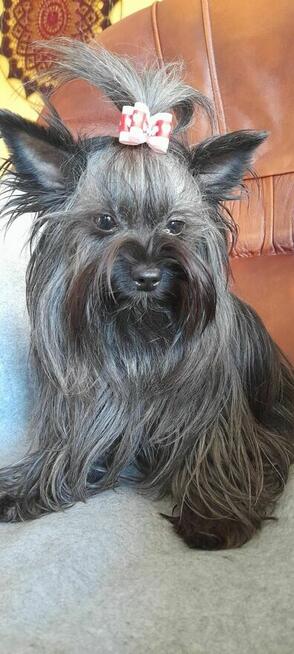 York Yorkshire Terrier Chocolate Suczka