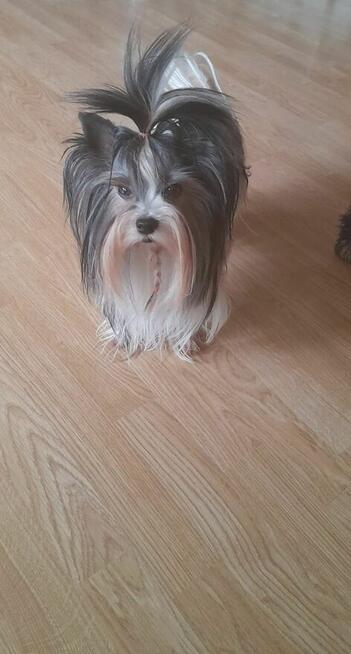 York Yorkshire Terrier Chocolate Suczka