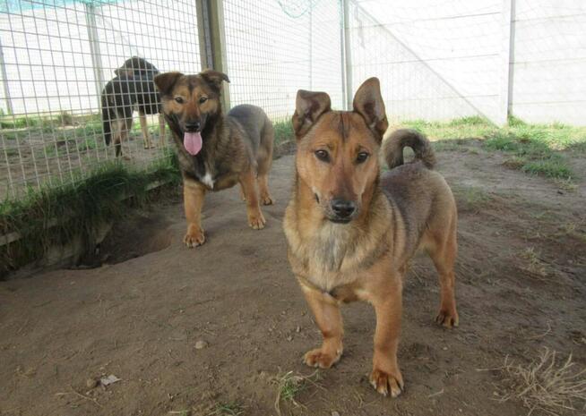 Figo do adopcji