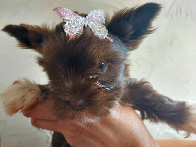 York Yorkshire Terrier Chocolate Suczka