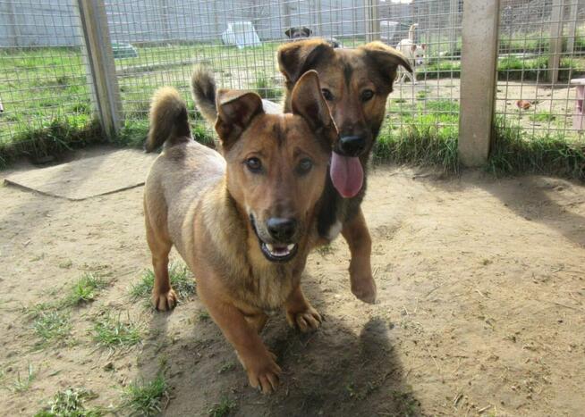Figo do adopcji