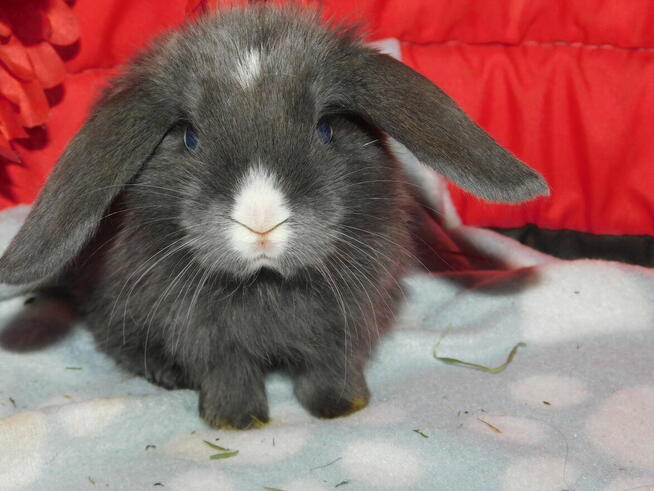 Niebieskie baranki mini lop